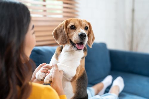 Portrait of beagle dog playing with Asian young woman on sofa in living room at cozy home. Pet and cute animal concept.